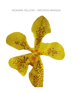 Mokara / Aranda Orchids  'mokara yellow" 70 stems