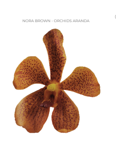 Mokara / Aranda Orchids  'nora brown" 70 stems