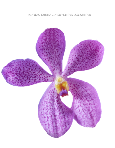 Mokara / Aranda Orchids  'nora pink" 70 stems