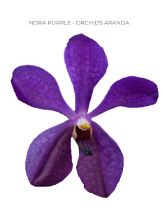 Mokara / Aranda Orchids  'nora purple" 70 stems