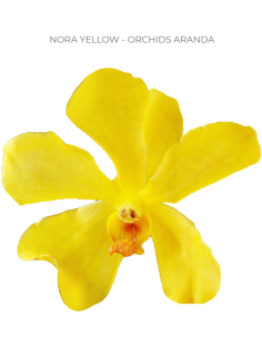 Mokara / Aranda Orchids  'nora yellow" 70 stems