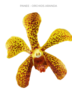 Mokara / Aranda Orchids  'panee" 70 stems