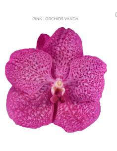 Vanda Orchids Pink or Blue 12 Stems