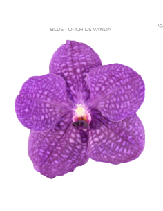 Vanda Orchids Pink or Blue 12 Stems 2