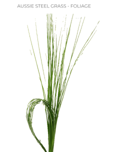 Aussie Steel Grass By the Box 30 bunches