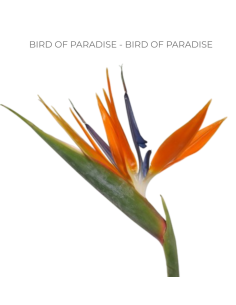 Bird of Paradise 50 Stems