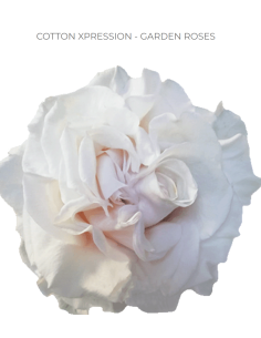 White Cotton Xpression Rose 125 Stems