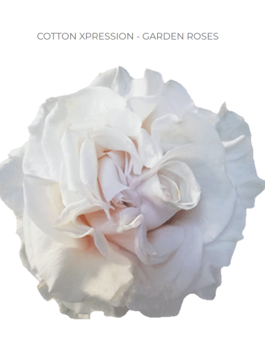 White Cotton Xpression Roses | Pure‑White Garden‑Style Roses Wholesale