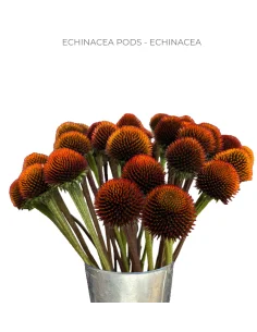 Echinacea Pods 120 Stems