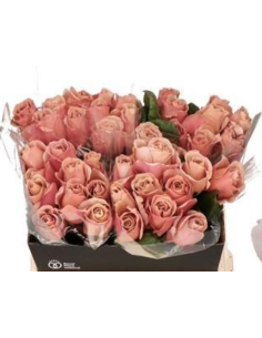Cafe Latte VIP Rose 80 Stems