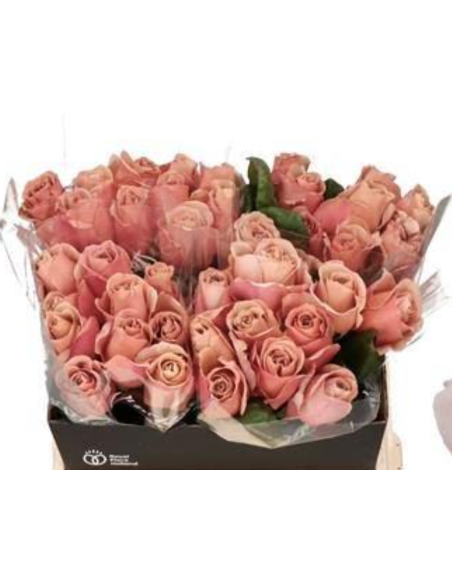 Cafe Latte VIP Rose 80 Stems