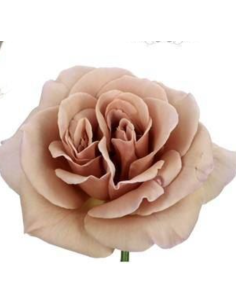 Cafe Latte VIP Rose 80 Stems 2