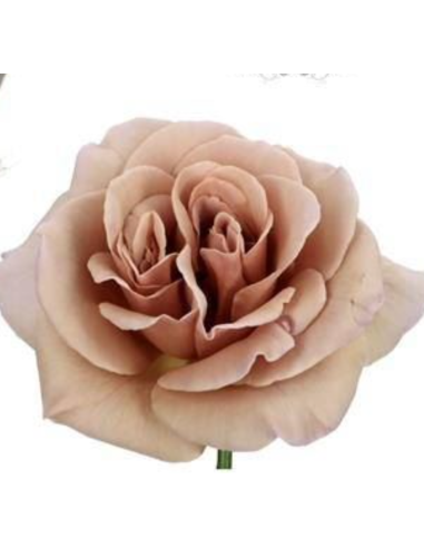 Cafe Latte VIP Rose 80 Stems