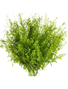 Lepidium Green 150 stems