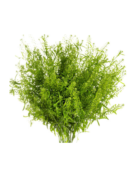 Lepidium Green 150 stems