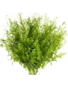 Lepidium Green 150 stems