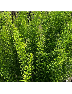 Lepidium Green 150 stems 2