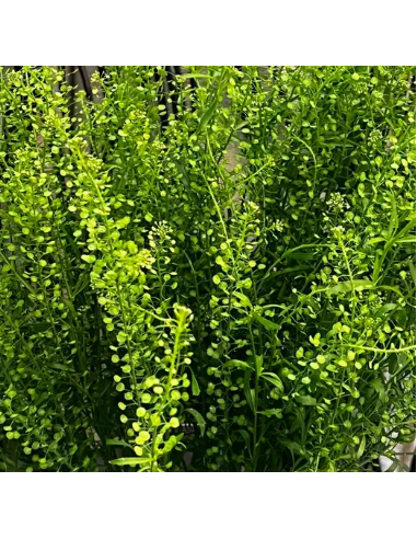 Lepidium Green 150 stems Lepidium Green 150 stems