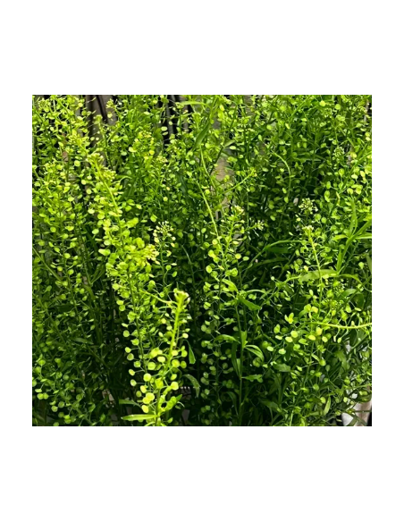 Lepidium Green 150 stems