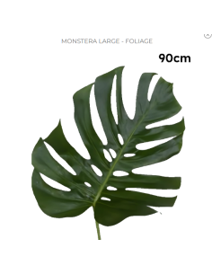 LARGE Monstera 15 stems