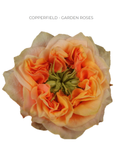Copperfield Garden Rose – Wholesale & Bulk Peach Garden Rose