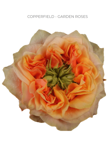 Copperfield Garden Rose – Wholesale & Bulk Peach Garden Rose