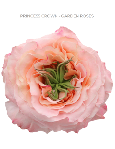 PRINCESS CROWN Garden Rose