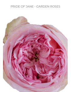 PRIDE OF JANE Garden Rose