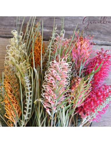 Grevillea Flowers 5 / 10 / 15 / 20  Bunches Grevillea Flowers 5 / 10 / 15 / 20  Bunches