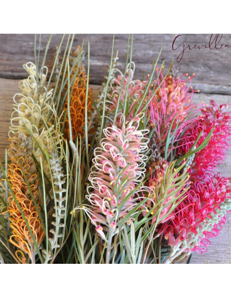 Grevillea Flowers — 50 Stems | Wholesale & Bulk Australian Blooms