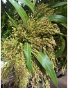 Broom Corn FALL