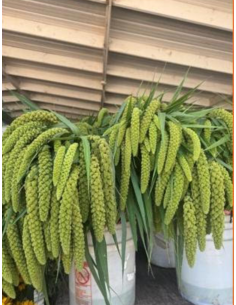 Green Millet FALL