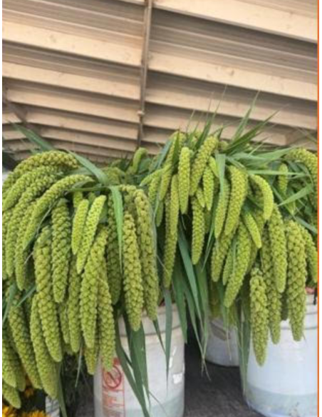 Green Millet FALL