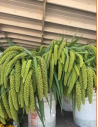 Green Millet FALL