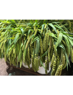 Green Millet FALL 2