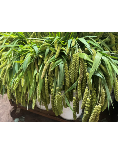 Green Millet FALL