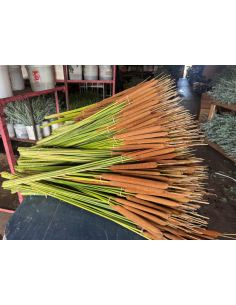Cattails FALL 15 Bunches