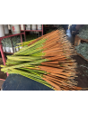Cattails FALL