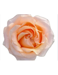 FELICITY Peach Rose 100 stems