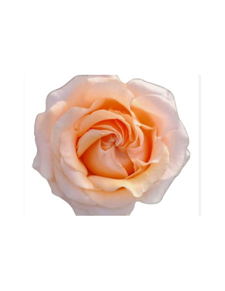 FELICITY Peach Rose 100 stems