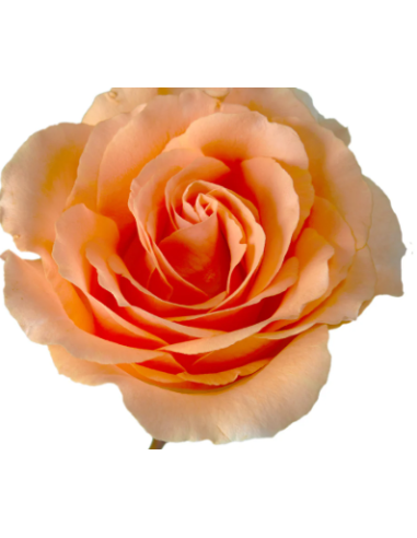 FELICITY Peach Rose 100 stems