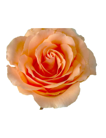 FELICITY Peach Rose 100 stems