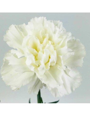 White Carnations | Select Grade Wholesale Carnations (175‑Stem Bulk Box)