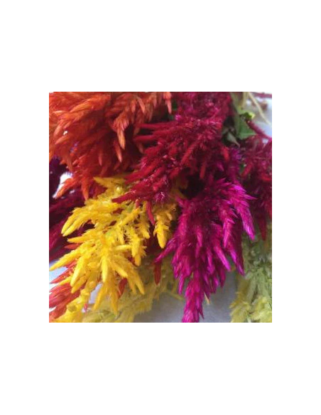 Feather Celosia Assorted 55 cm 80 stems