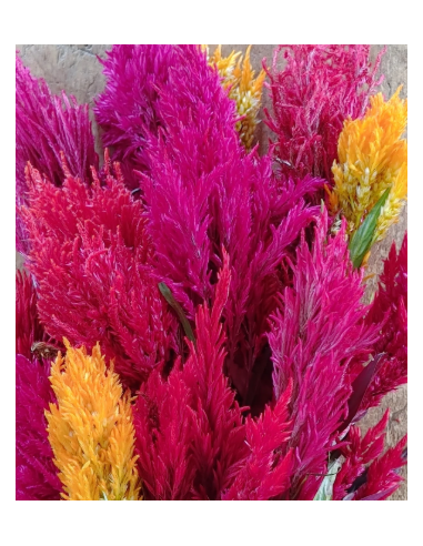 Feather Celosia Assorted 55 cm 80 stems Feather Celosia Assorted 55 cm 80 stems