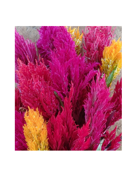 Feather Celosia Assorted 55 cm 80 stems