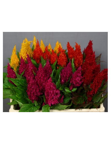 Feather Celosia Assorted 55 cm 80 stems Feather Celosia Assorted 55 cm 80 stems
