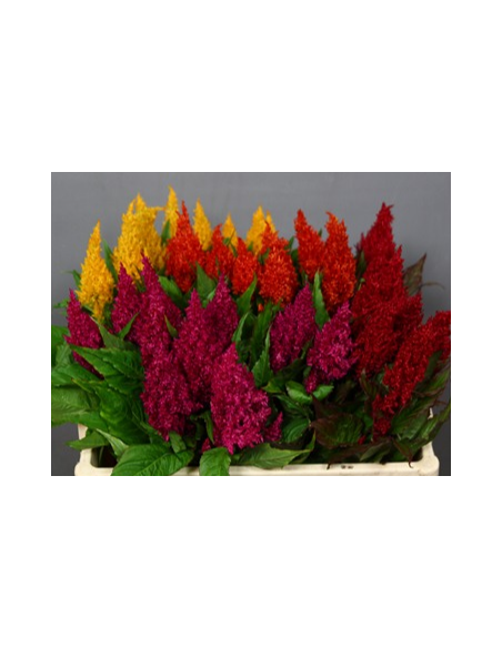 Feather Celosia Assorted 55 cm 80 stems