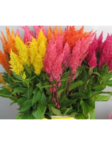 Feather Celosia Assorted 55 cm 80 stems Feather Celosia Assorted 55 cm 80 stems