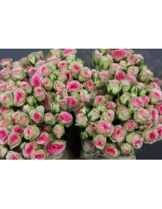 "MIMI" Spray Roses 60 stems